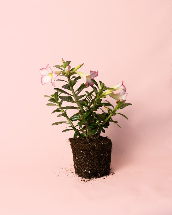 adenium-obesum-planta