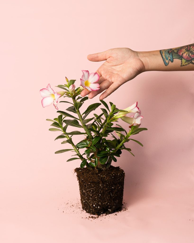 adenium-obesum-planta-mano