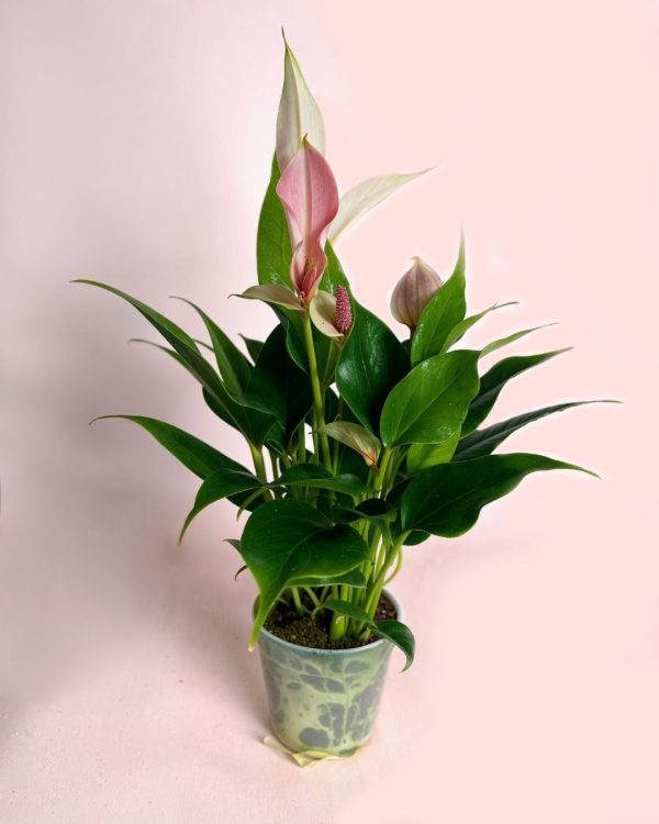 anthurium-pink-lilly