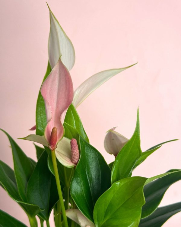 anthurium-pink-lilly-flor