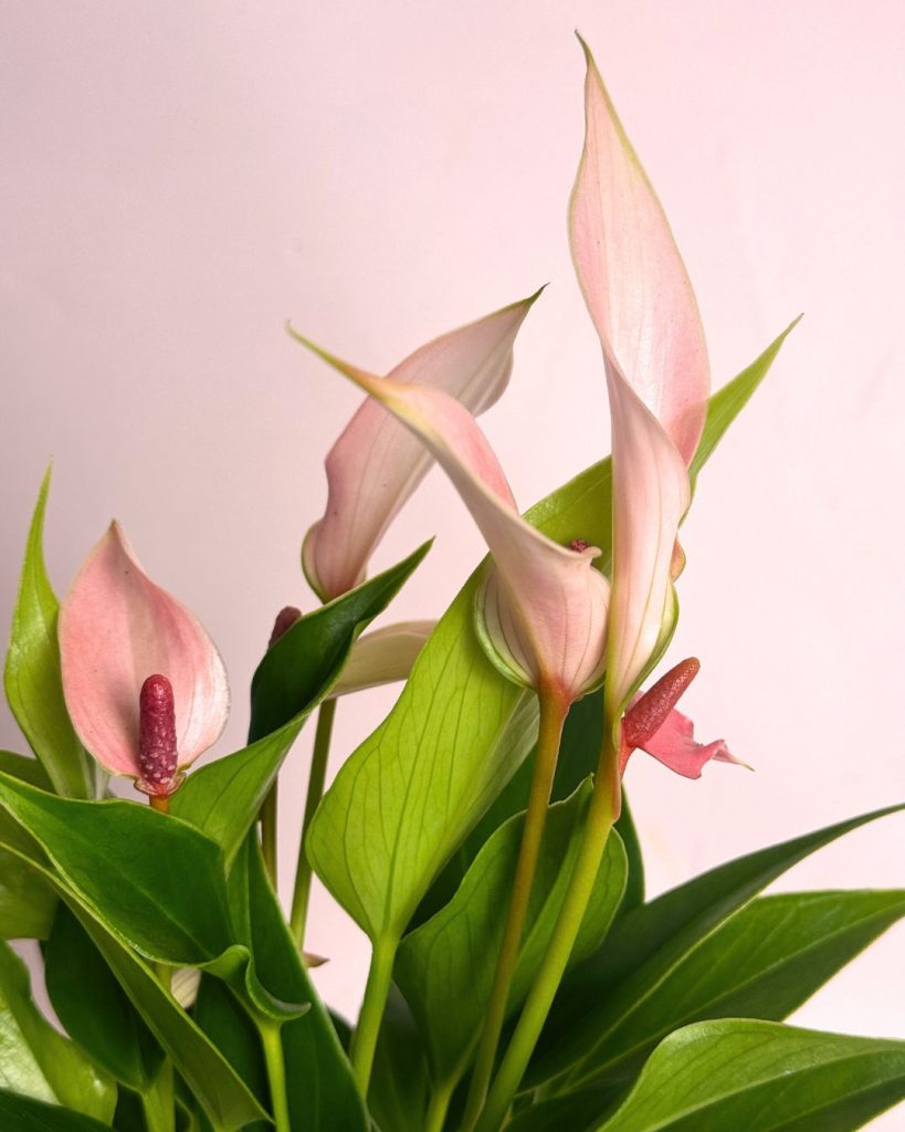 anthurium-pink-lilly-flores