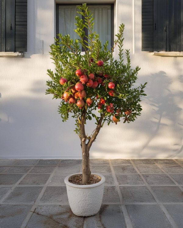 arbol-granado-terraza