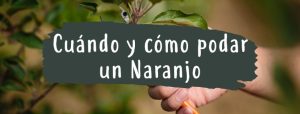 como y cuando podar naranjo