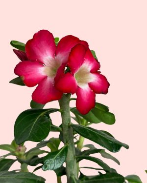 flor-adenium-obesum