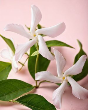 flor-estrella-jazmin