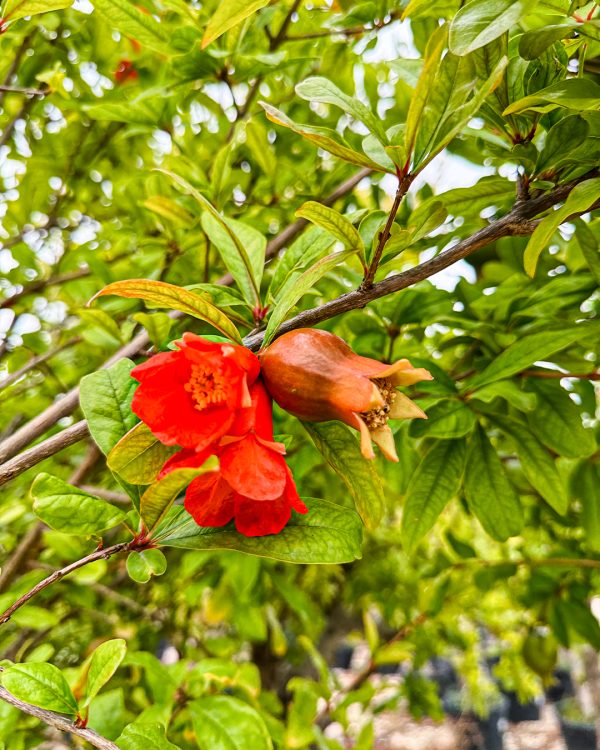 flor-granado-mollar