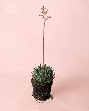 haworthia-bigband