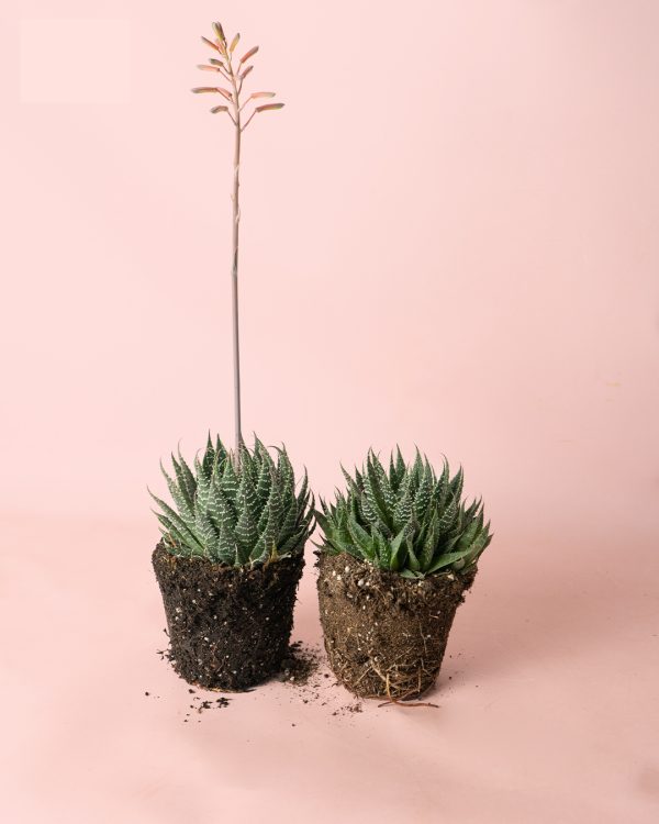 haworthia-bigband-plantas