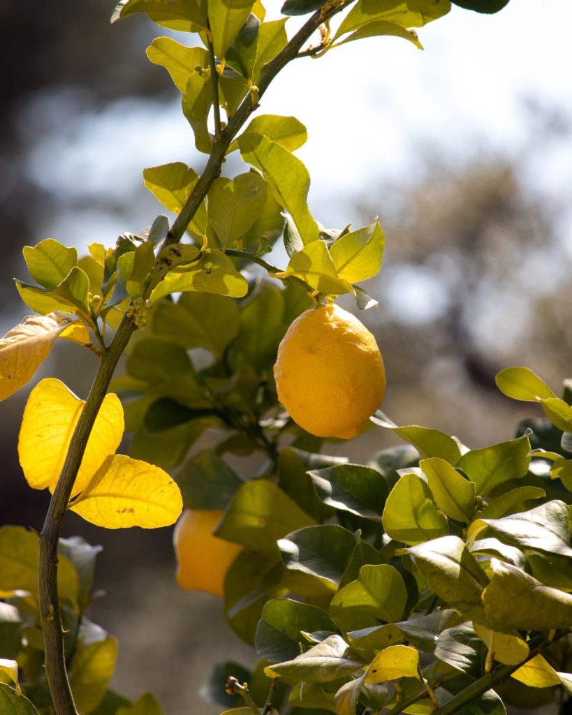 hojas amarillas limonero