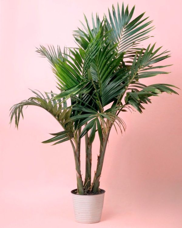 palmera-real-xl-Archontophoenix