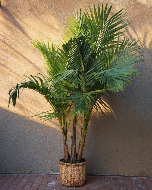 palmera-real-xl-exterior