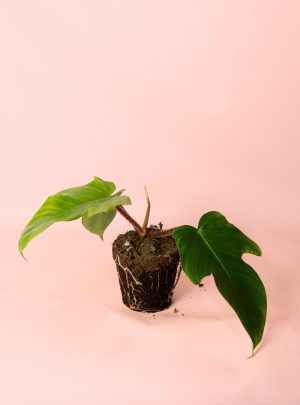 philodendron-squamiferum-planta