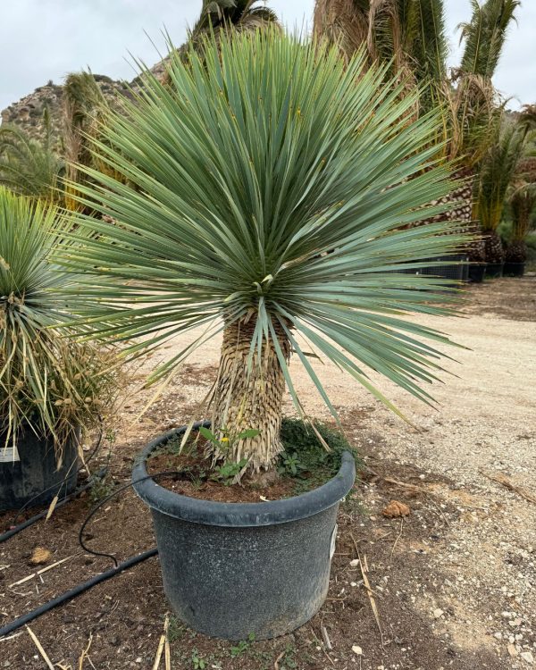 planta-yucca-rostrata