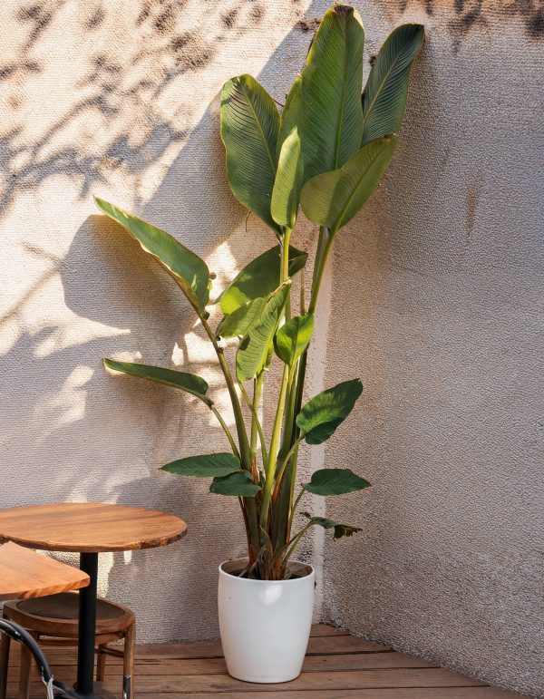 strelitzia-nicolai-restaurante-xl