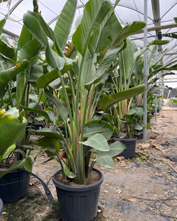 strelitzia-nicolai-xl-planta