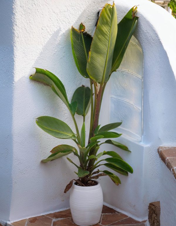 strelitzia-nicolai-xl-urba