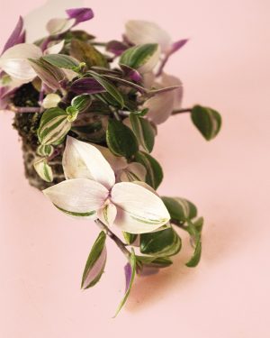 tradescantia-tricolor-hoja