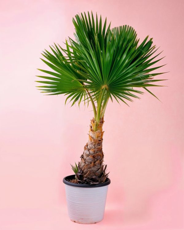 washingtonia-palmera