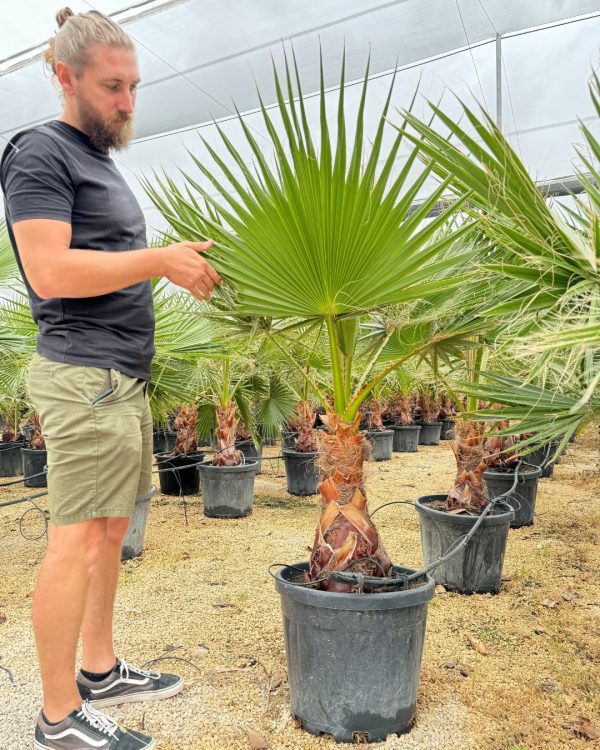 washingtonia-palmera-arbol