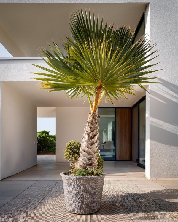 washingtonia-palmera-chalet