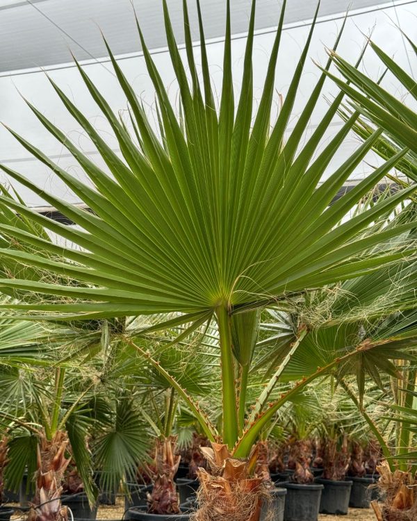 washingtonia-palmera-hoja