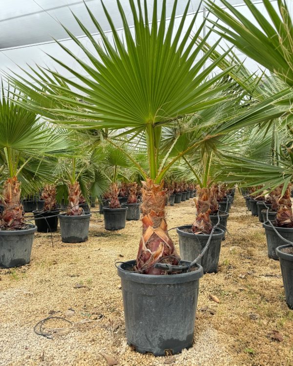 washingtonia-palmera-maceta