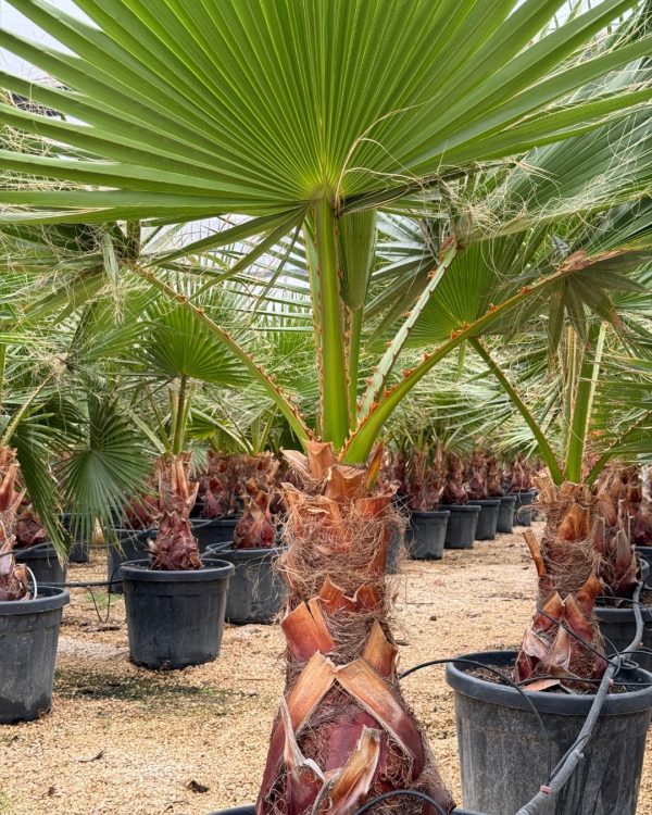 washingtonia-palmera-tallo