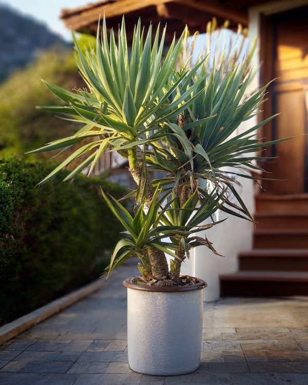 yucca-elephantipes-multitronco