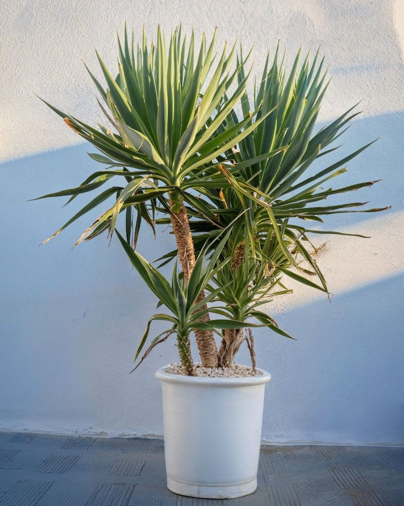 yucca-elephantipes-multitronco-terraza