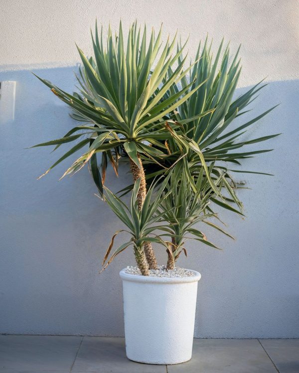 yucca-elephantipes-xl