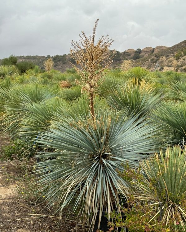 yucca-rostrata-flor