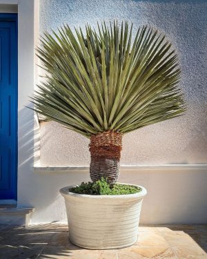 yucca-rostrata-terraza