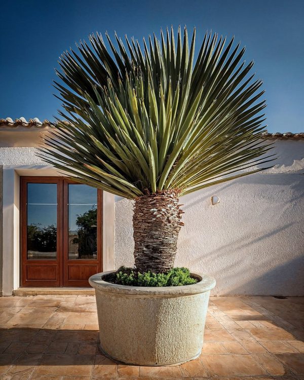 yucca-rostrata-xl-terraza