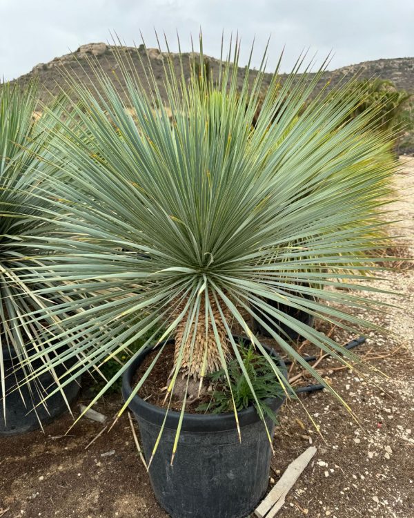 yucca-xl-rostrata