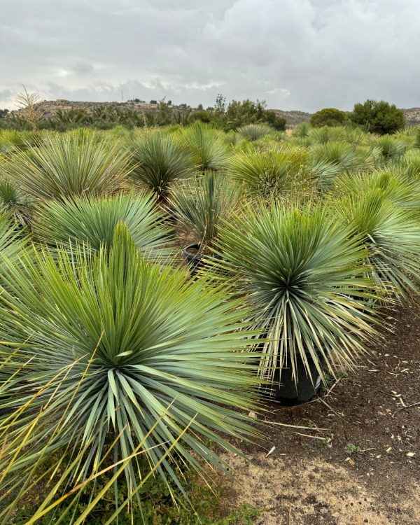 yuccas-rostrata-viveros