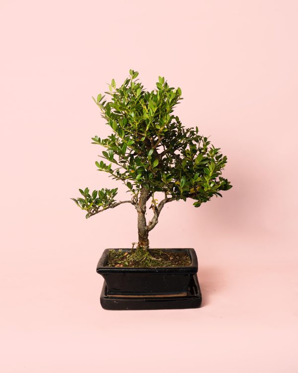 Carmona Retusa bonsai Macrophylla