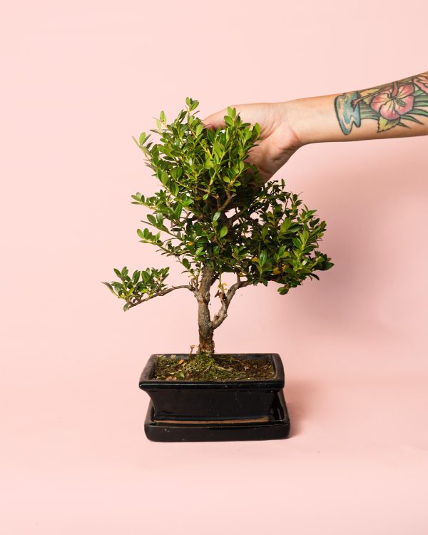 Carmona Retusa bonsai Macrophylla arbol