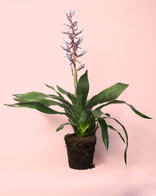 Aechmea Blue Rain