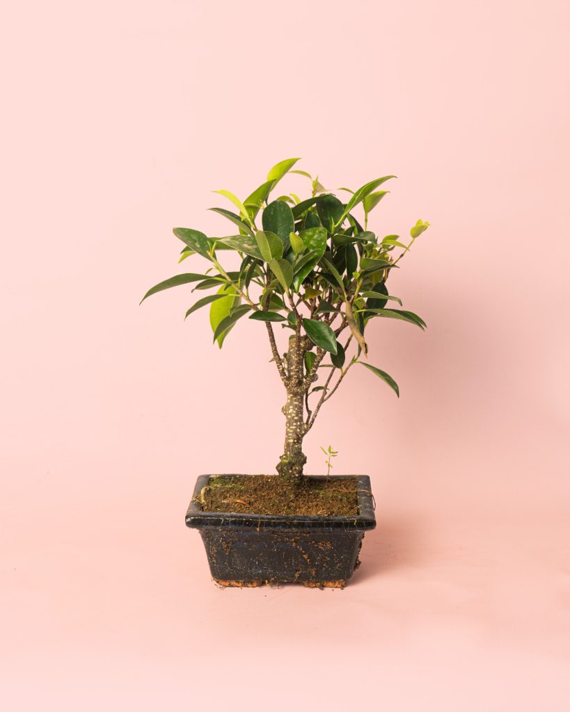 bonsai ficus retusa