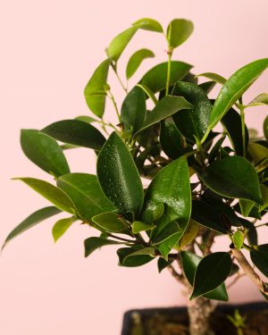 bonsai ficus retusa hoja