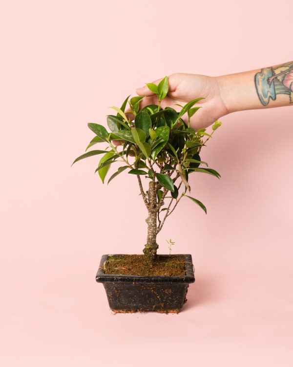 bonsai ficus retusa planta