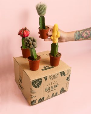 cactus box plantas