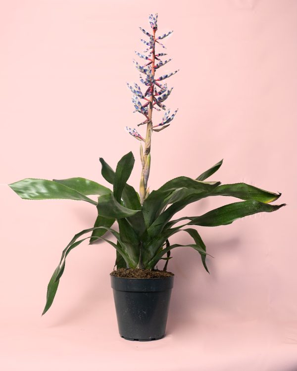 bromelia-maceta