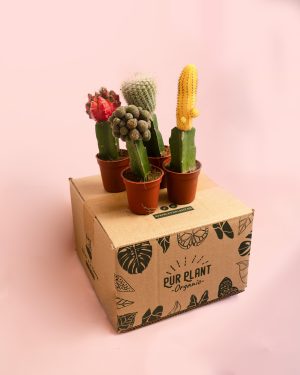 cactusbox-minis