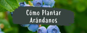 como plantar arandanos