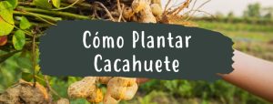 como plantar cacahuete