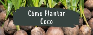 como plantar coco