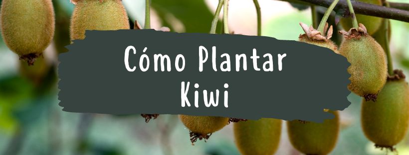 como plantar kiwi