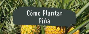 como plantar pina