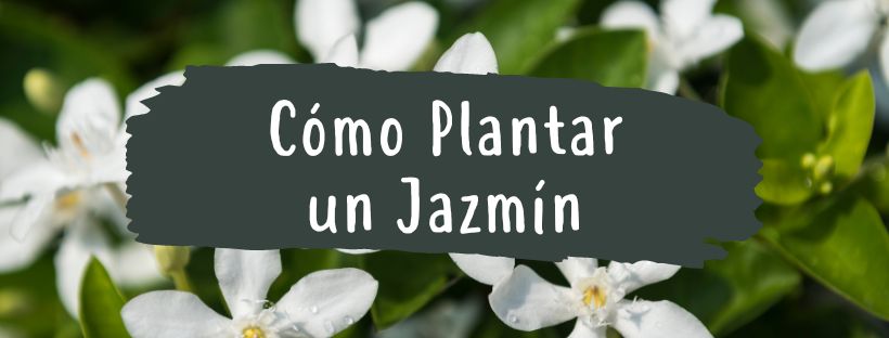 como plantar un jazmin